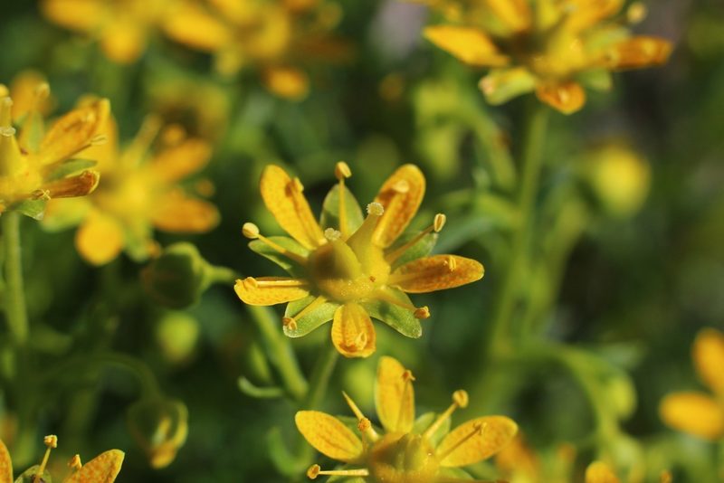 Saxifraga aizoides, photographed by CorentinD