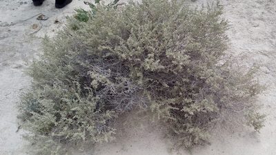 Atriplex acanthocarpa, photographed by Juan Carlos Ibarra Flores