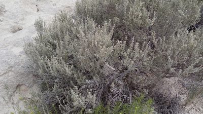 Atriplex acanthocarpa, photographed by Juan Carlos Ibarra Flores