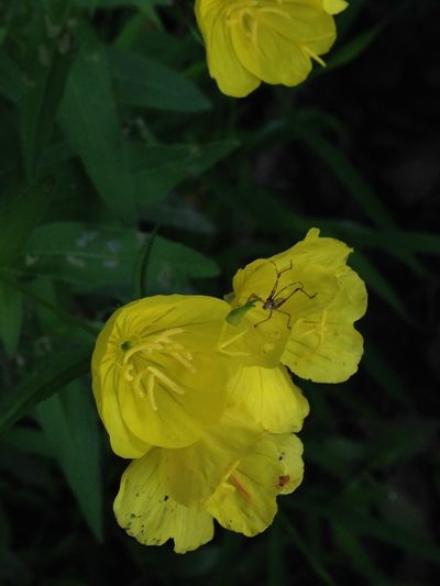 Oenothera tetragona, photographed by Lena Struwe