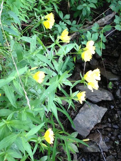 Oenothera tetragona, photographed by Lena Struwe