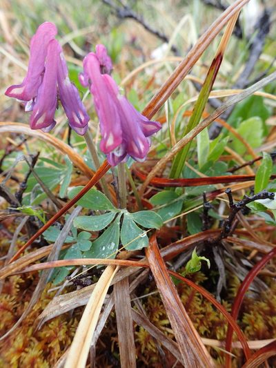 Corydalis pauciflora, photographed by Allan Harris