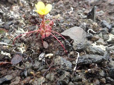 Saxifraga flagellaris, photographed by Allan Harris