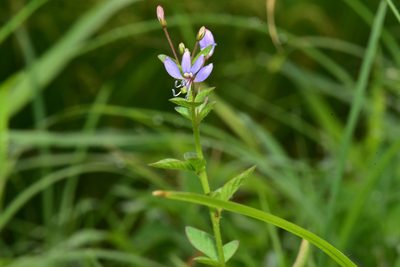 Cleome rutidosperma
