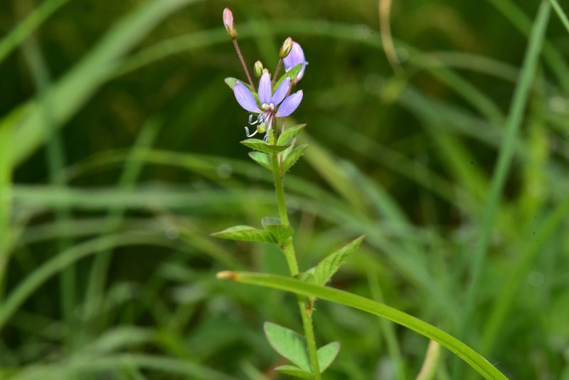 Cleome rutidosperma, photographed by Yung-Lun Lin