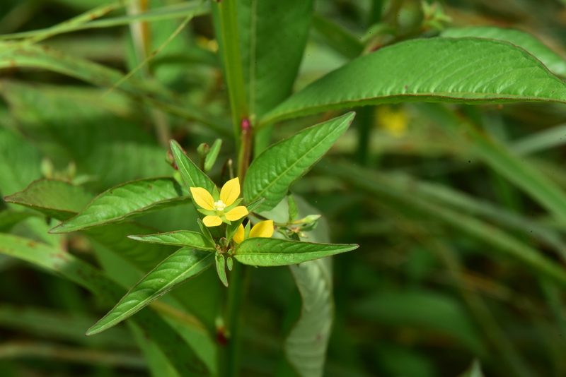Ludwigia hyssopifolia, photographed by Yung-Lun Lin