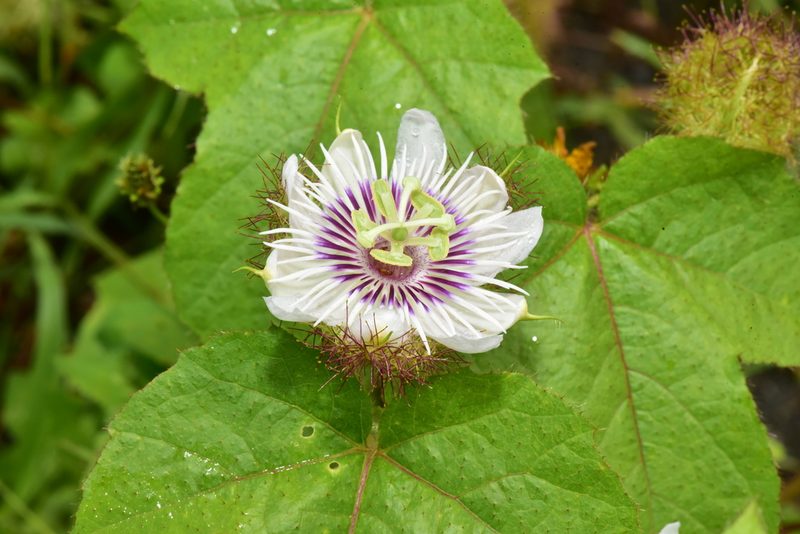 Passiflora vesicaria, photographed by Yung-Lun Lin