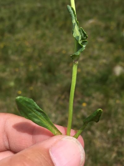 Packera dimorphophylla, photographed by Cecelia Alexander