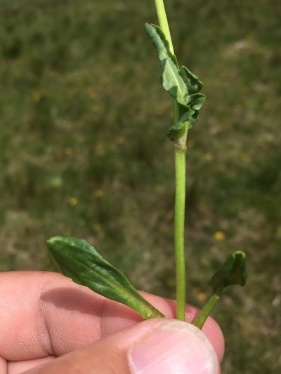 Packera dimorphophylla, photographed by Cecelia Alexander