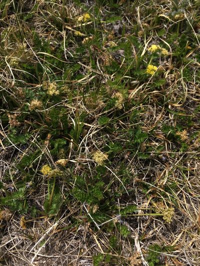 Podistera eastwoodiae, photographed by Cecelia Alexander