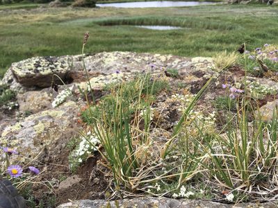Carex chalciolepis, photographed by Cecelia Alexander