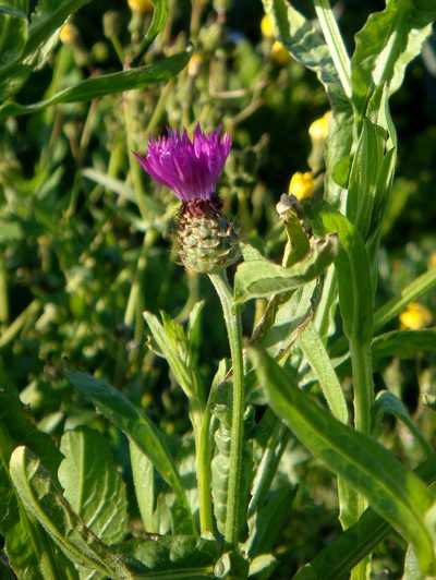 Centaurea napifolia, photographed by Peter de Lange
