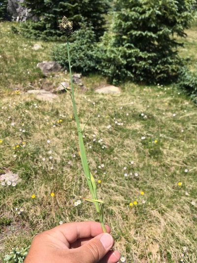 Carex nova, photographed by Cecelia Alexander