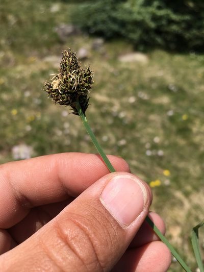 Carex nova, photographed by Cecelia Alexander