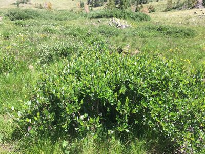 Salix planifolia, photographed by Cecelia Alexander