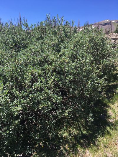 Salix wolfii, photographed by Cecelia Alexander
