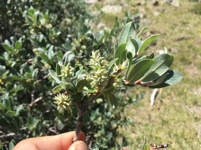 Salix wolfii, photographed by Cecelia Alexander