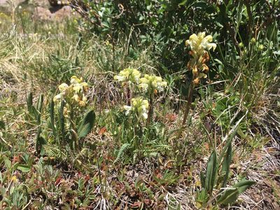 Pedicularis parryi, photographed by Cecelia Alexander