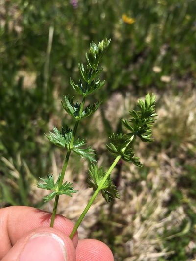 Podistera eastwoodiae, photographed by Cecelia Alexander