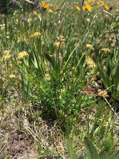 Podistera eastwoodiae, photographed by Cecelia Alexander
