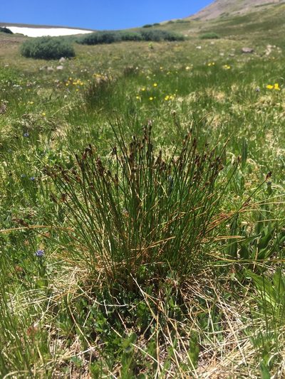 Juncus drummondii, photographed by Cecelia Alexander