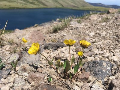 Ranunculus macauleyi, photographed by Cecelia Alexander