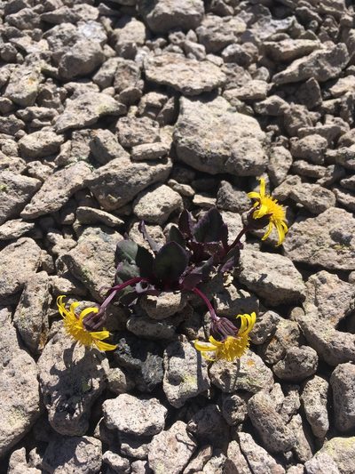 Senecio soldanella, photographed by Cecelia Alexander