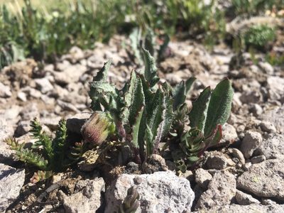 Senecio taraxacoides, photographed by Cecelia Alexander