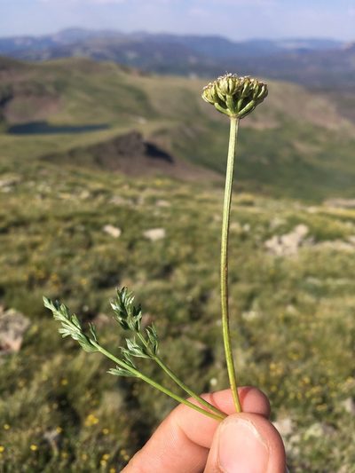 Cymopterus bakeri, photographed by Cecelia Alexander