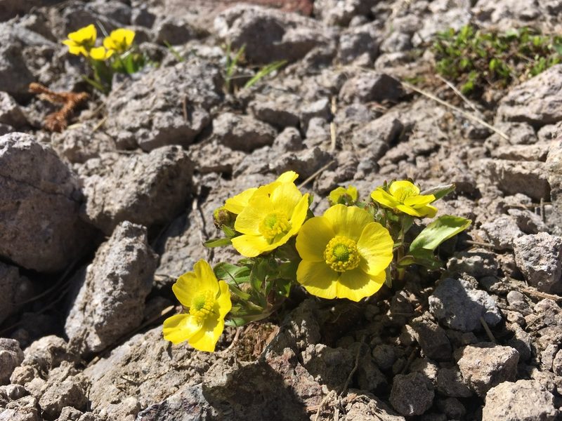 Ranunculus macauleyi, photographed by Cecelia Alexander