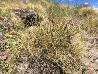Carex elynoides, photographed by Cecelia Alexander
