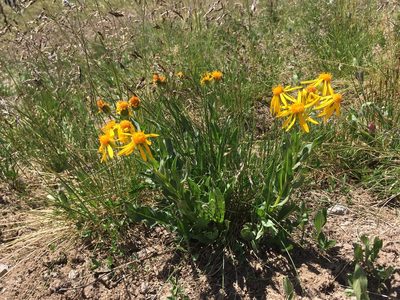 Senecio crassulus, photographed by Cecelia Alexander