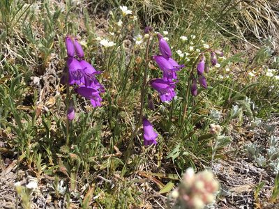 Penstemon hallii, photographed by Cecelia Alexander