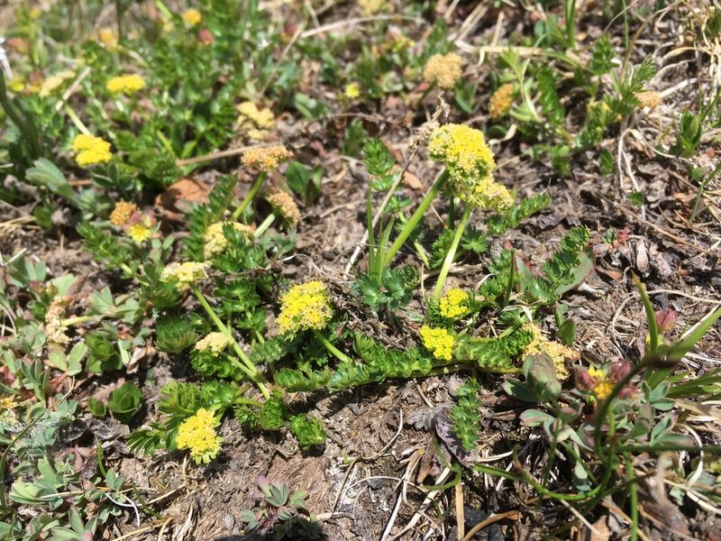 Podistera eastwoodiae, photographed by Cecelia Alexander