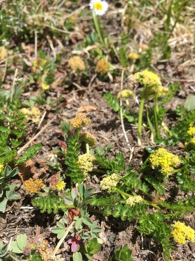 Podistera eastwoodiae, photographed by Cecelia Alexander