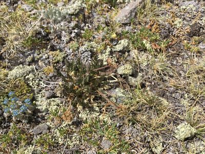 Cymopterus bakeri, photographed by Cecelia Alexander
