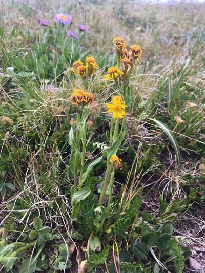 Packera dimorphophylla, photographed by Cecelia Alexander