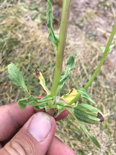 Packera dimorphophylla, photographed by Cecelia Alexander