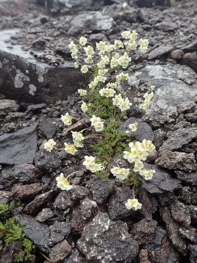 Draba palanderiana, photographed by Allan Harris