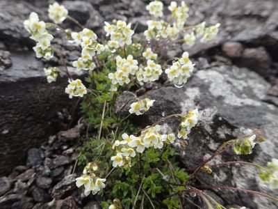Draba palanderiana, photographed by Allan Harris