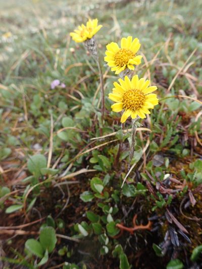 Tephroseris frigida, photographed by Allan Harris