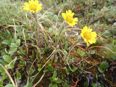 Tephroseris frigida, photographed by Allan Harris