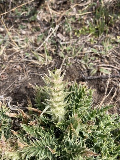 Morina polyphylla, photographed by John Kenrick Gibson