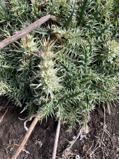 Morina polyphylla, photographed by John Kenrick Gibson