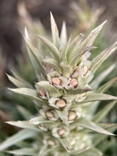 Morina polyphylla, photographed by John Kenrick Gibson