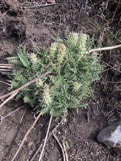 Morina polyphylla, photographed by John Kenrick Gibson