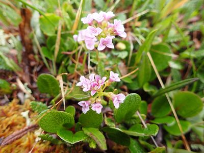 Cardamine purpurea, photographed by Allan Harris