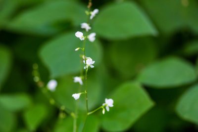 Hylodesmum pauciflorum, photographed by Melissa McMasters