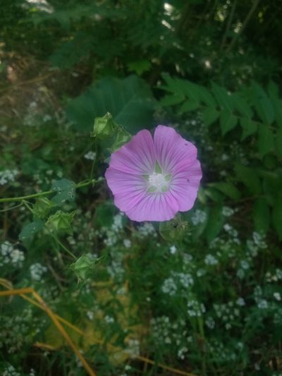 Malva punctata, photographed by Rafael Greenblatt