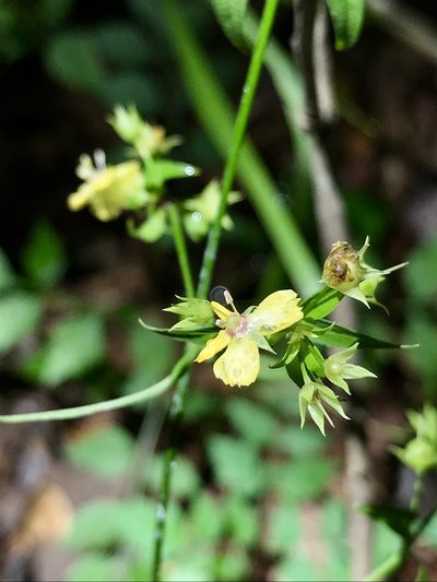 Lysimachia radicans, photographed by Laura Clark